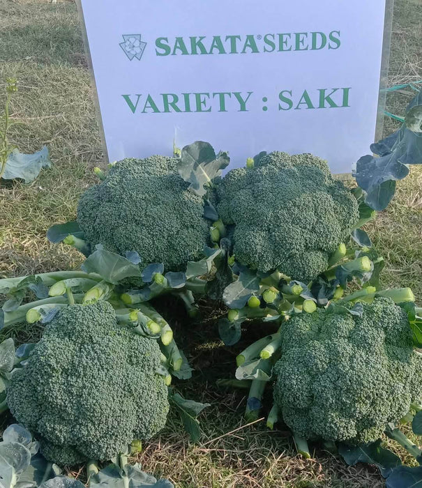 Saki F1 Hybrid Broccoli (Sakata) - Farmers Stop