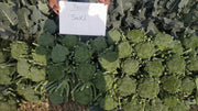 Saki F1 Hybrid Broccoli (Sakata) - Farmers Stop