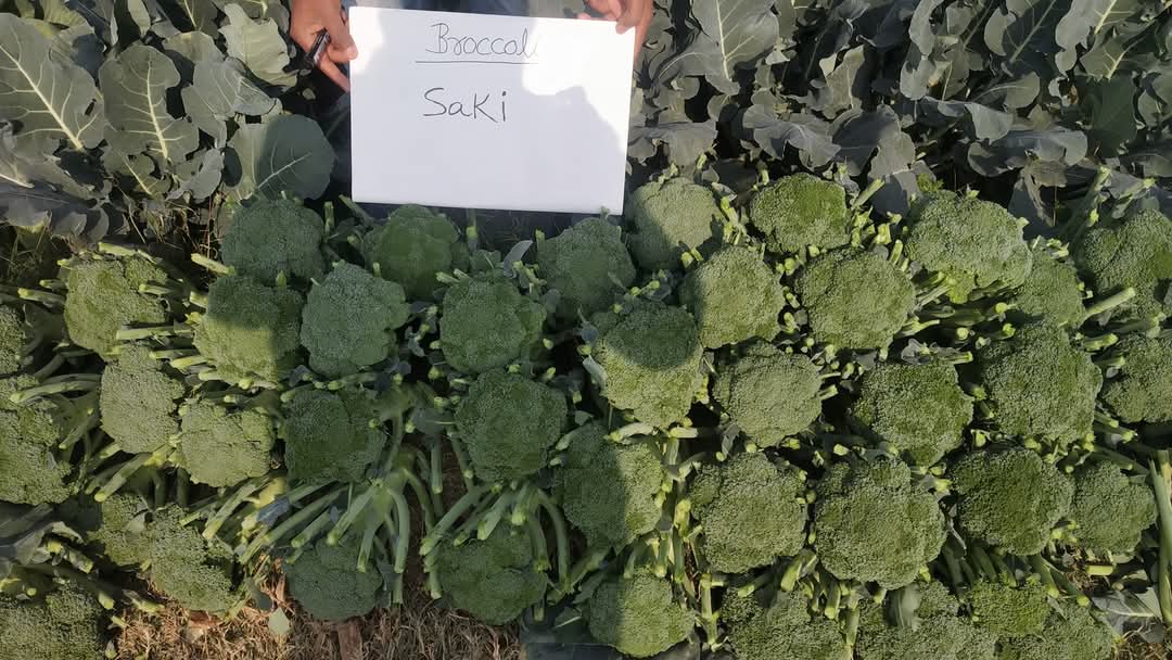 Saki F1 Hybrid Broccoli (Sakata) - Farmers Stop