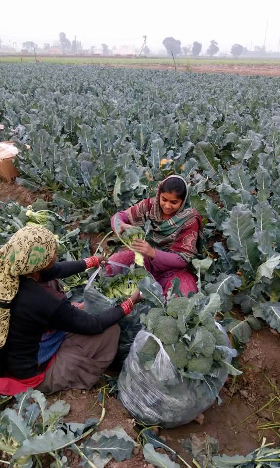 Green Magic F1 Hybrid Broccoli (Sakata) - Farmers Stop