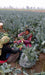 Green Magic F1 Hybrid Broccoli (Sakata) - Farmers Stop