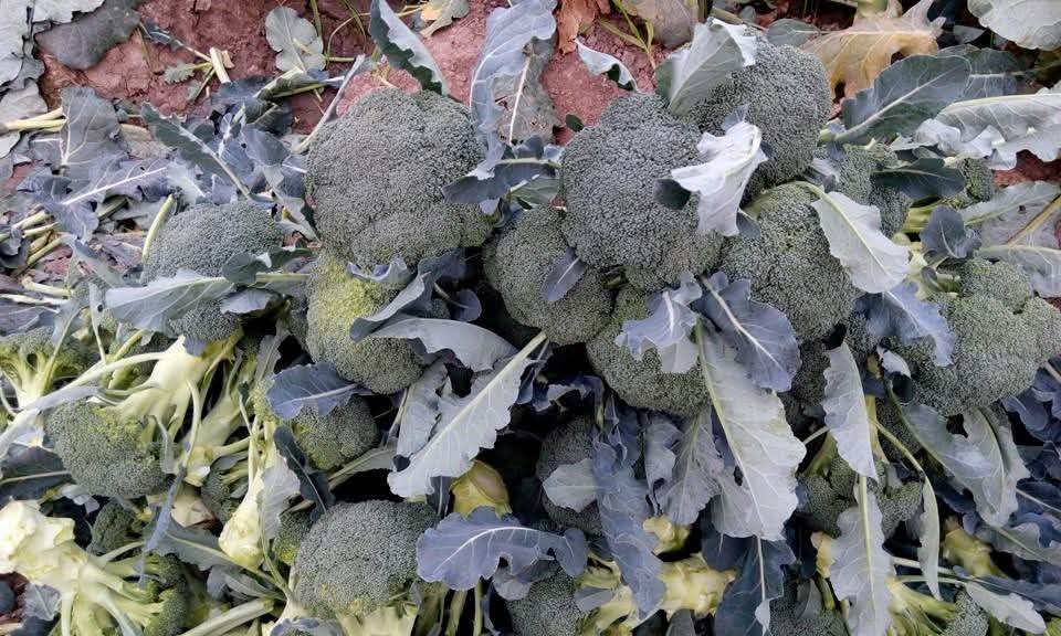 Green Magic F1 Hybrid Broccoli (Sakata) - Farmers Stop