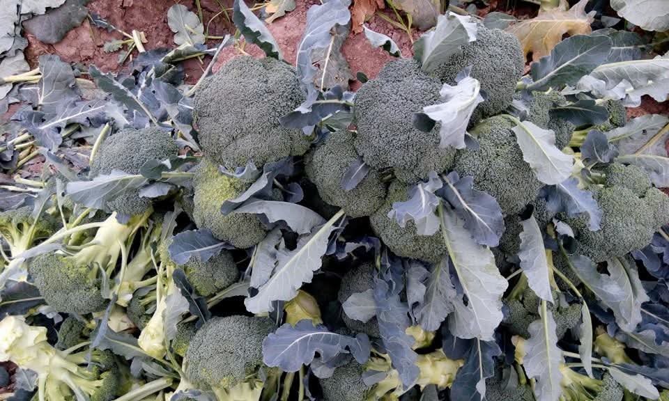 Green Magic F1 Hybrid Broccoli (Sakata) - Farmers Stop