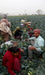 Green Magic F1 Hybrid Broccoli (Sakata) - Farmers Stop