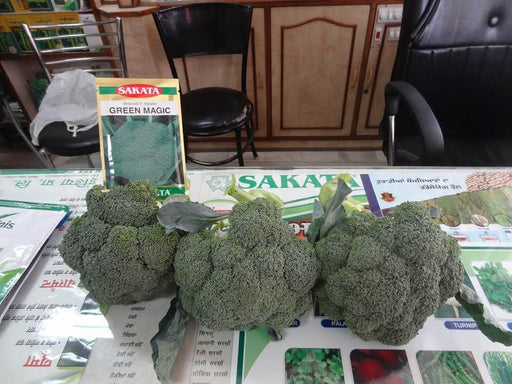 Green Magic F1 Hybrid Broccoli (Sakata) - Farmers Stop