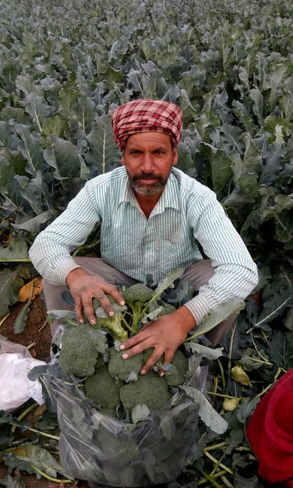 Green Magic F1 Hybrid Broccoli (Sakata) - Farmers Stop