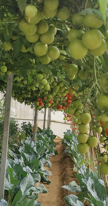 NS 4266 Hybrid F1 Tomato (Namdhari Seeds) - Farmers Stop