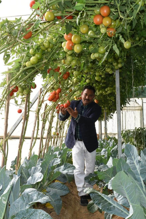 NS 4266 Hybrid F1 Tomato (Namdhari Seeds) - Farmers Stop