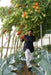 NS 4266 Hybrid F1 Tomato (Namdhari Seeds) - Farmers Stop