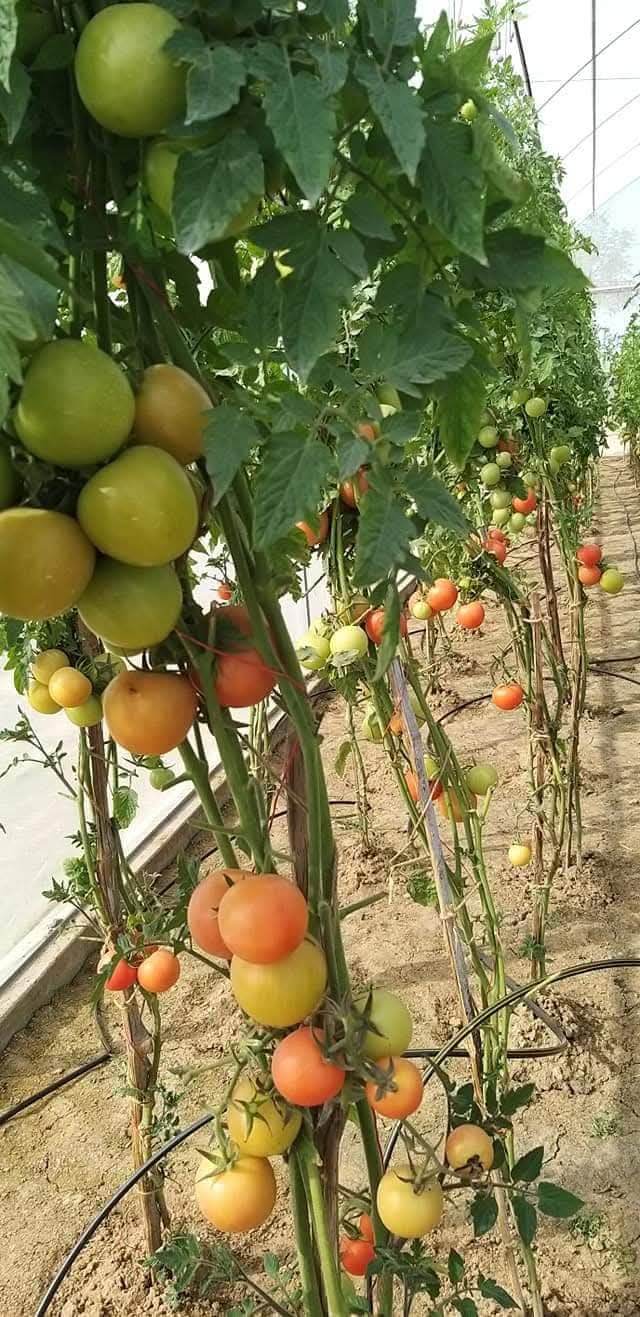 NS 4266 Hybrid F1 Tomato (Namdhari Seeds) - Farmers Stop