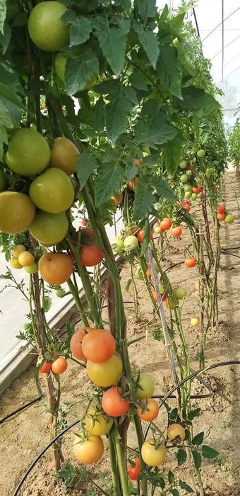 NS 4266 Hybrid F1 Tomato (Namdhari Seeds) - Farmers Stop