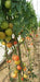 NS 4266 Hybrid F1 Tomato (Namdhari Seeds) - Farmers Stop