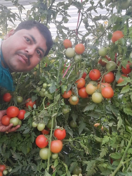 NS 4266 Hybrid F1 Tomato (Namdhari Seeds) - Farmers Stop