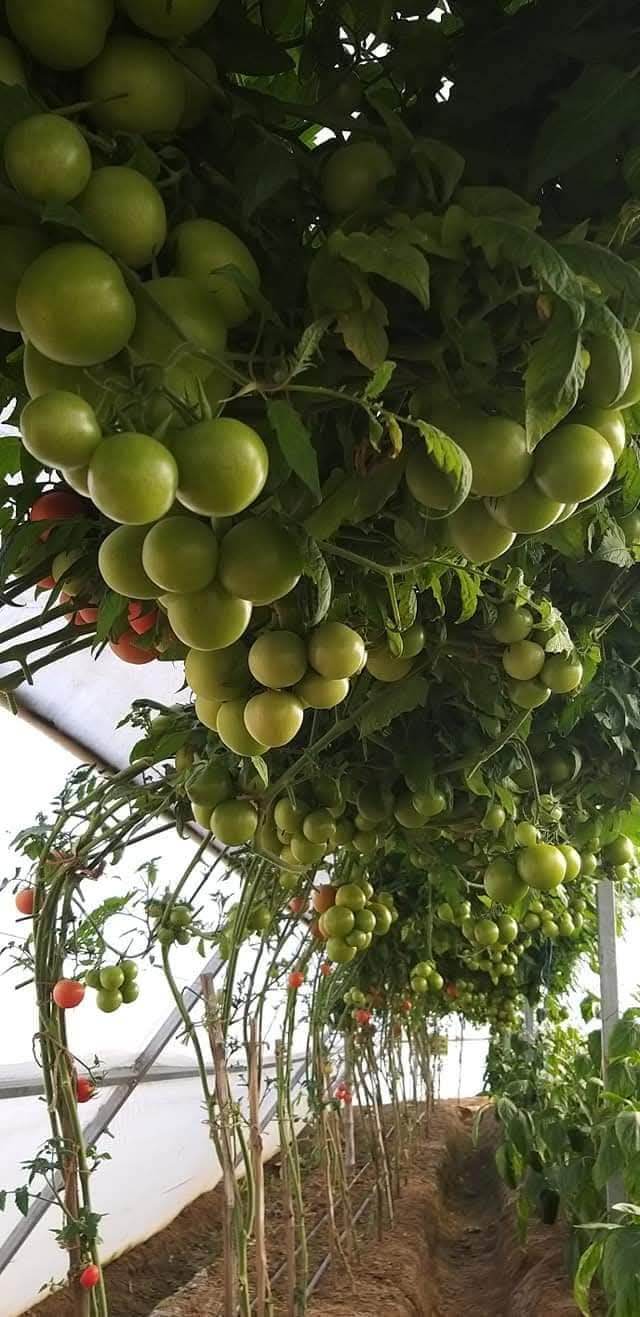 NS 4266 Hybrid F1 Tomato (Namdhari Seeds) - Farmers Stop