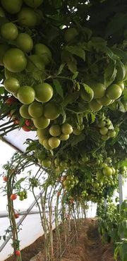 NS 4266 Hybrid F1 Tomato (Namdhari Seeds) - Farmers Stop