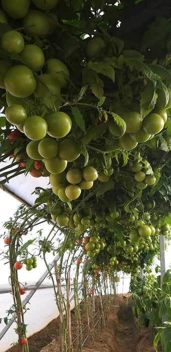 NS 4266 Hybrid F1 Tomato (Namdhari Seeds) - Farmers Stop