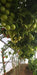 NS 4266 Hybrid F1 Tomato (Namdhari Seeds) - Farmers Stop