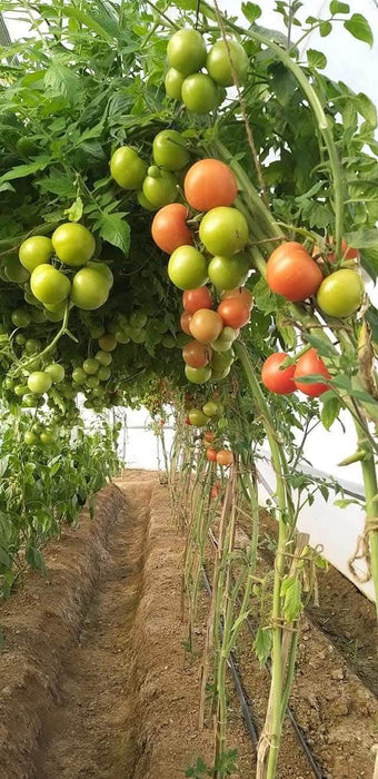 NS 4266 Hybrid F1 Tomato (Namdhari Seeds) - Farmers Stop