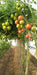 NS 4266 Hybrid F1 Tomato (Namdhari Seeds) - Farmers Stop