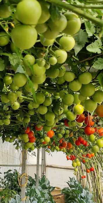 NS 4266 Hybrid F1 Tomato (Namdhari Seeds) - Farmers Stop