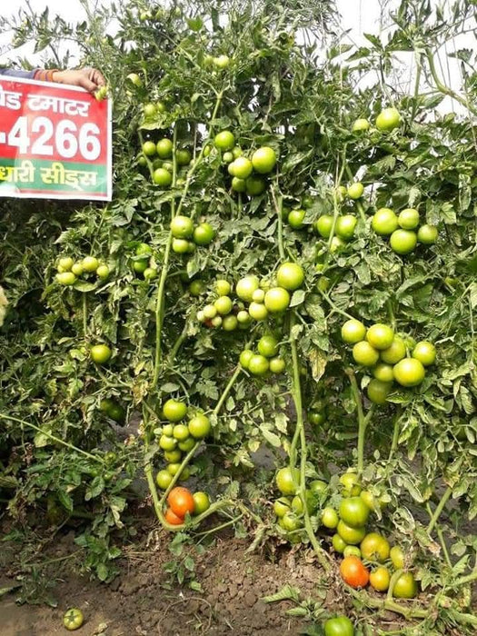 NS 4266 Hybrid F1 Tomato (Namdhari Seeds) - Farmers Stop