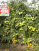 NS 4266 Hybrid F1 Tomato (Namdhari Seeds) - Farmers Stop