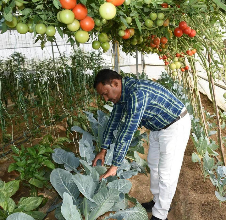 NS 4266 Hybrid F1 Tomato (Namdhari Seeds) - Farmers Stop