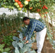 NS 4266 Hybrid F1 Tomato (Namdhari Seeds) - Farmers Stop