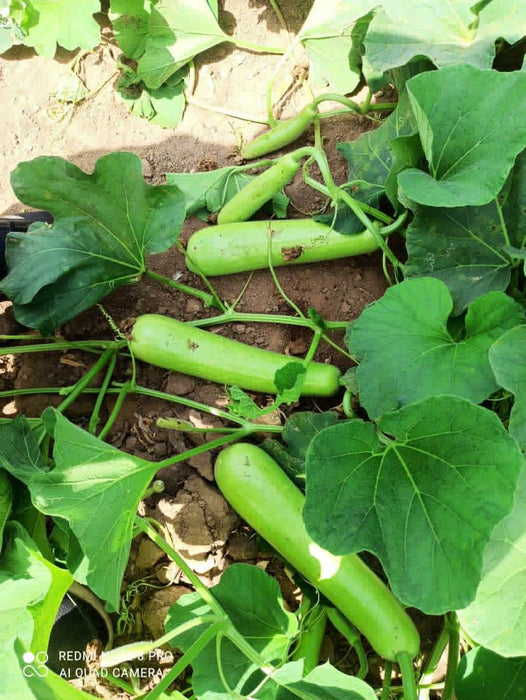 Aroosa F1 Hybrid Bottle Gourd (Nunhems) - Farmers Stop