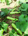 Aroosa F1 Hybrid Bottle Gourd (Nunhems) - Farmers Stop