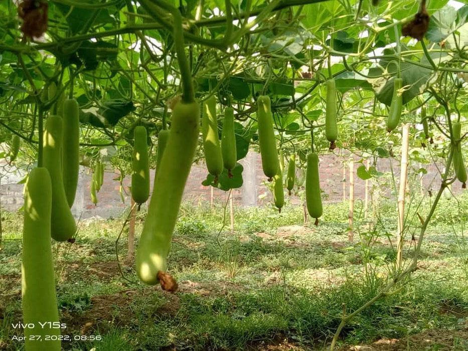 Aroosa F1 Hybrid Bottle Gourd (Nunhems) - Farmers Stop