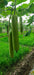 Aroosa F1 Hybrid Bottle Gourd (Nunhems) - Farmers Stop