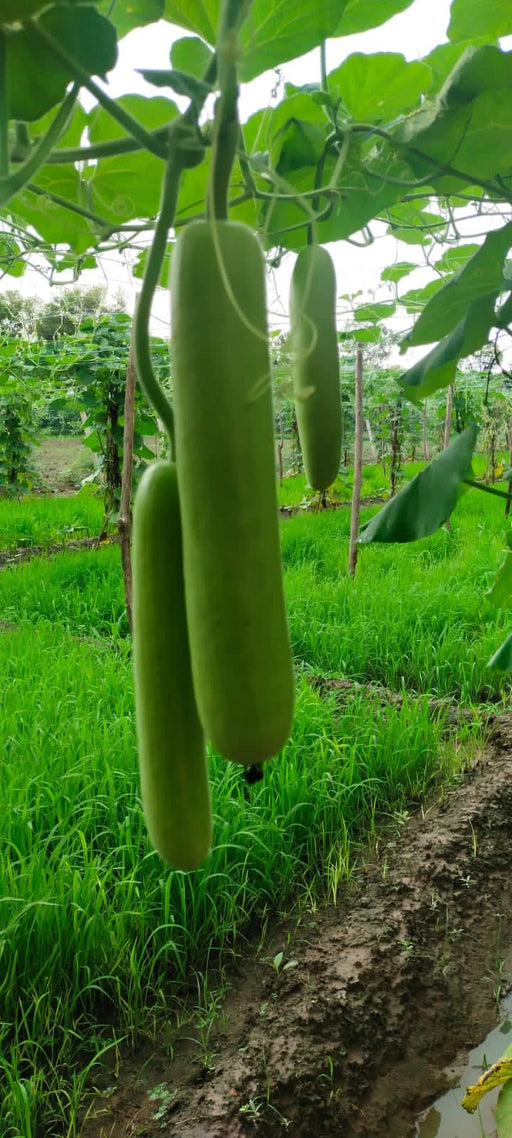 Aroosa F1 Hybrid Bottle Gourd (Nunhems) - Farmers Stop