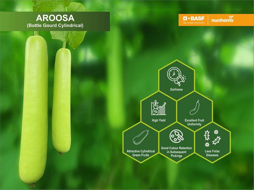 Aroosa F1 Hybrid Bottle Gourd (Nunhems) - Farmers Stop