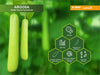 Aroosa F1 Hybrid Bottle Gourd (Nunhems) - Farmers Stop
