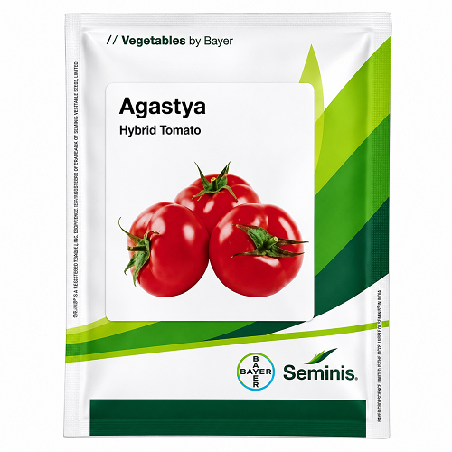 Agastya F1 HYBRID Tomato (Seminis)