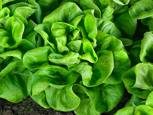 Amica Butterhead Lettuce – Green Compact Heads for Hydroponics and Open Field