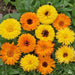 Calendula Costa Mix Seeds (Floranova) - Farmers Stop