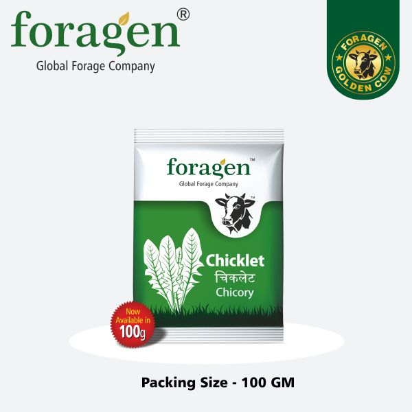 Chicory Chicklet  (Foragen)