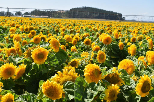 Imported Dwarf Sungold Sunflower Ornamental (Garden Festival) - Farmers Stop