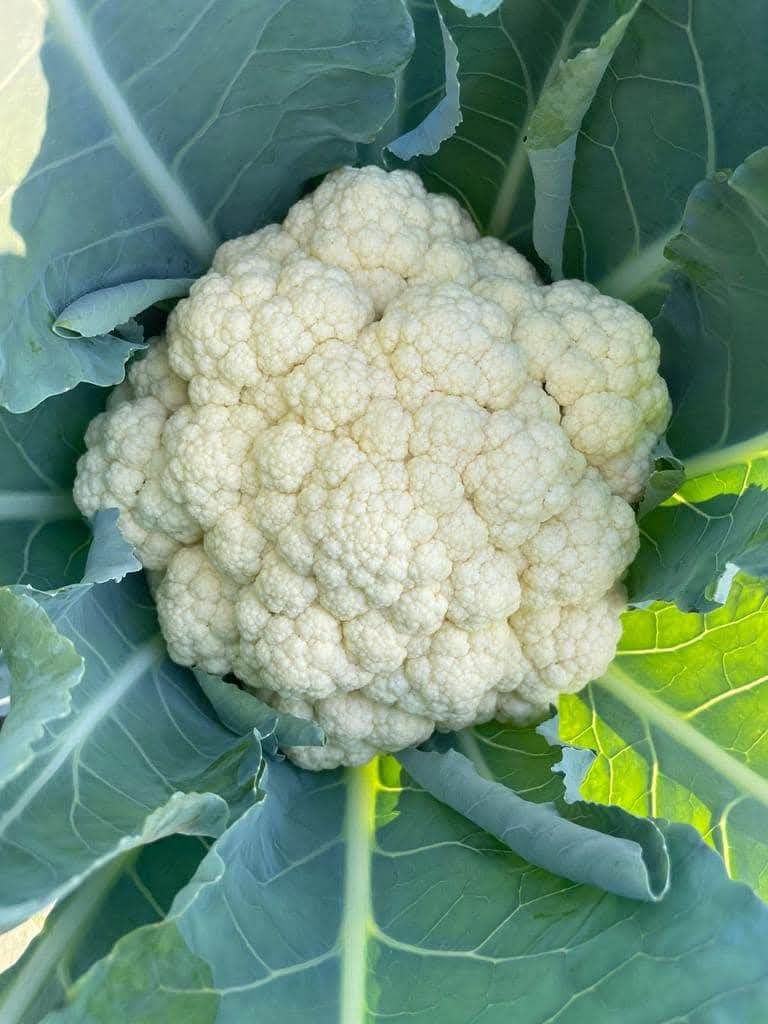 CFL 1522 F1 Hybrid Cauliflower (Syngenta) - Farmers Stop
