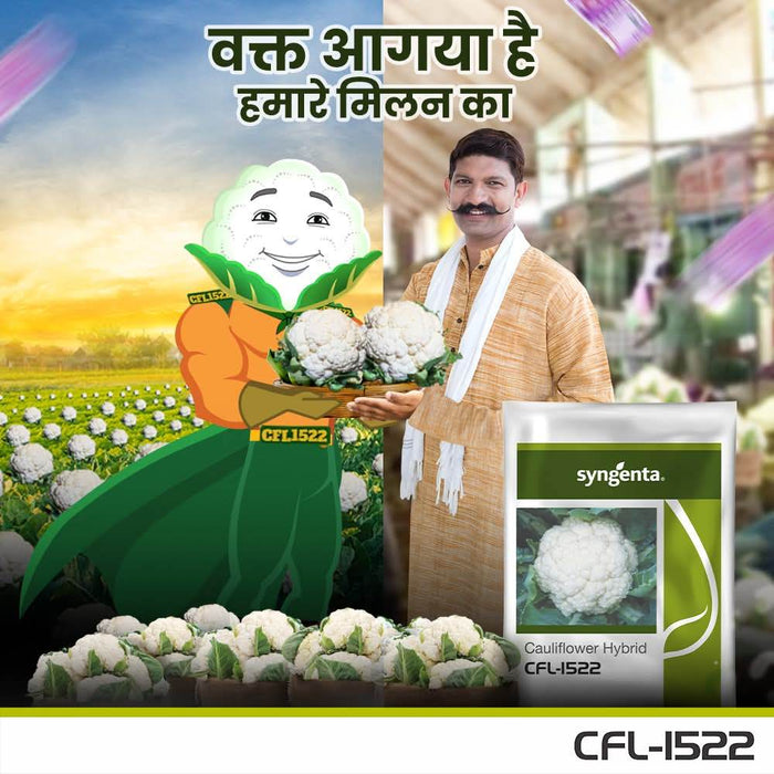CFL 1522 F1 Hybrid Cauliflower (Syngenta)
