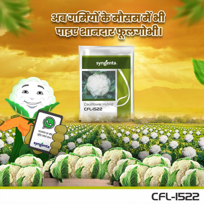 CFL 1522 F1 Hybrid Cauliflower (Syngenta)