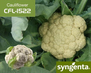CFL 1522 F1 Hybrid Cauliflower (Syngenta) - Farmers Stop