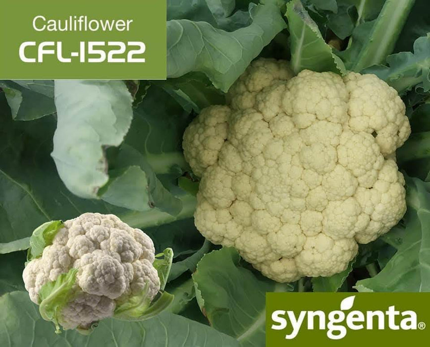 CFL 1522 F1 Hybrid Cauliflower (Syngenta)