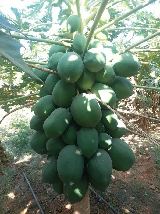 Red Lady 786 Hybrid F1 Papaya (Known You Seeds - Taiwan)