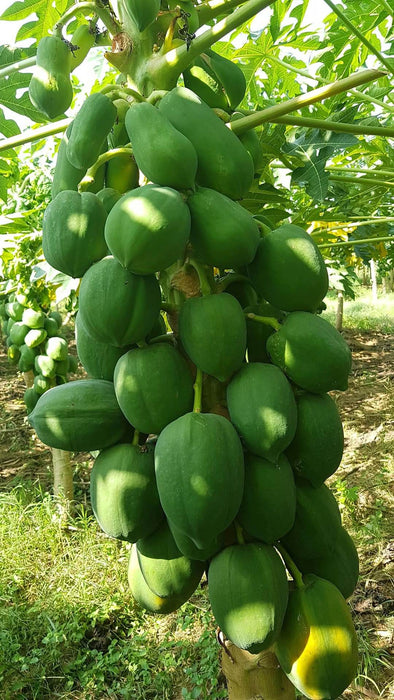 Red Lady 786 Hybrid F1 Papaya (Known You Seeds - Taiwan)