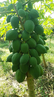 Red Lady 786 Hybrid F1 Papaya (Known You Seeds - Taiwan) - Farmers Stop