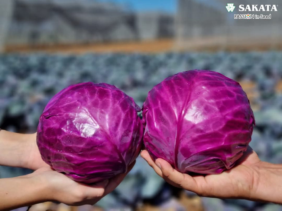 Red Jewel F1 Hybrid Cabbage  (Sakata)