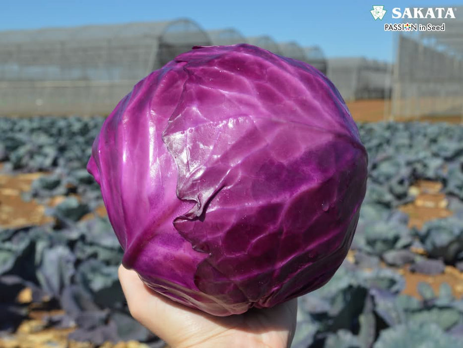 Red Jewel F1 Hybrid Cabbage  (Sakata)